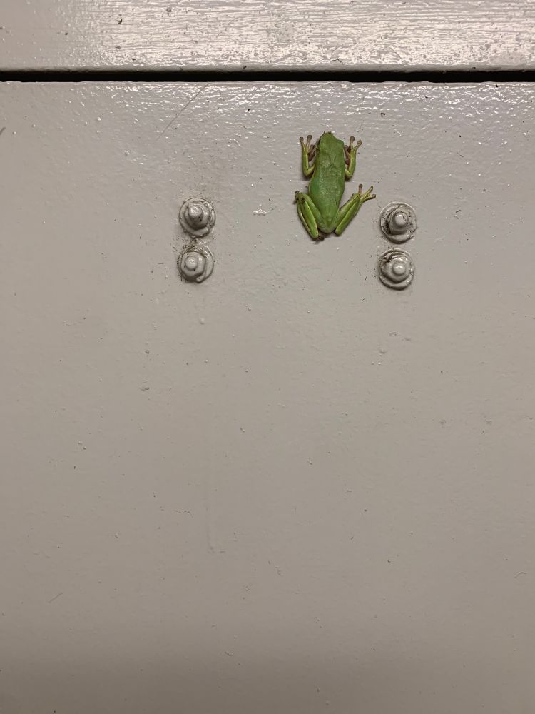 light green frog on door