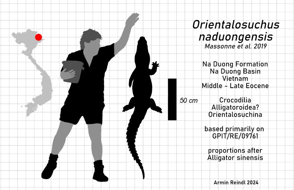 A size comparison between a human and Orientalosuchus naduongensis. Orientalosuchus is shown with a long tail, for relatively short legs and a short and rounded snout. It is shown as somewhere around 1.7 to 1.8 meters long. A map on the side shows where it was found in Vietnam.