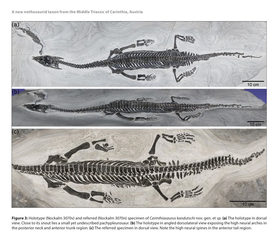 Two specimen of Carinthiasaurus. The holotype is preserved in its entirety, showing an animal with an elongated torso, four limbs, a long neck and a triangular skull with several interlocking pointed teeth. Next to the head is the skeleton of an undescribed pachypleurosaur not much larger than the head of Carinthiasaurus. Below the photos of the holotype is an image of a second species, which is missing the head and most of the neck