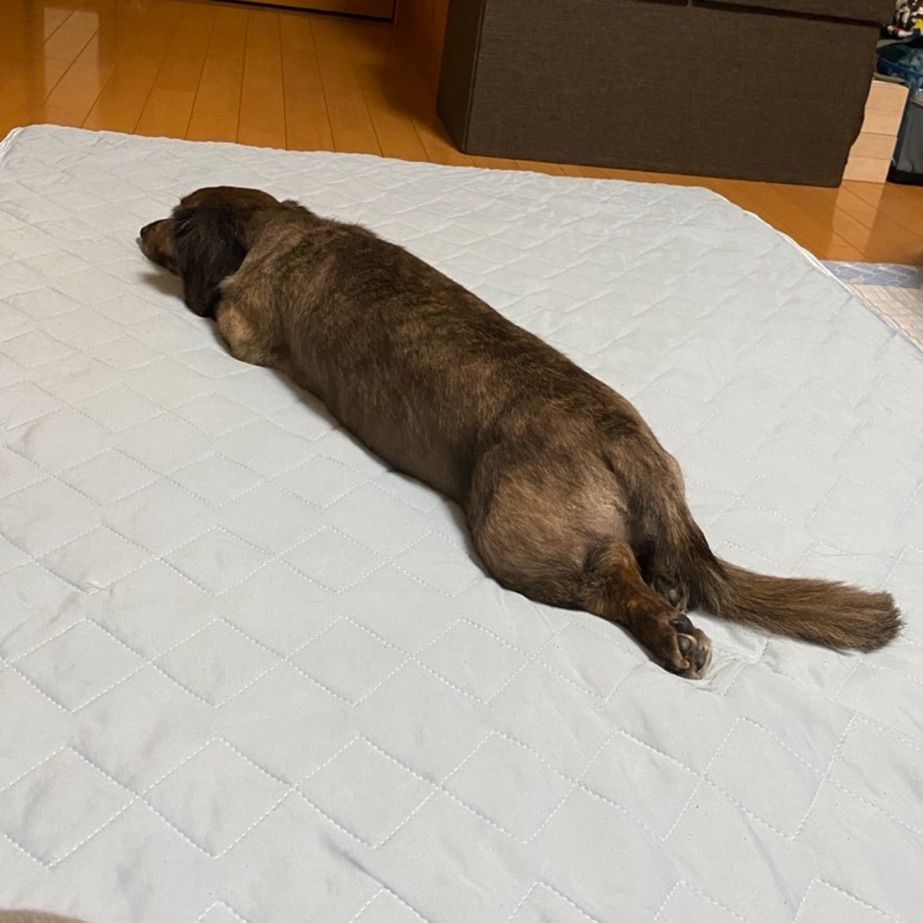 ダックスフンド スプルート