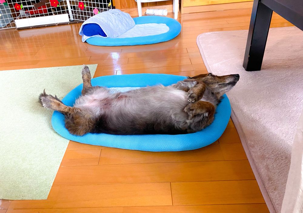 ダックスフンド