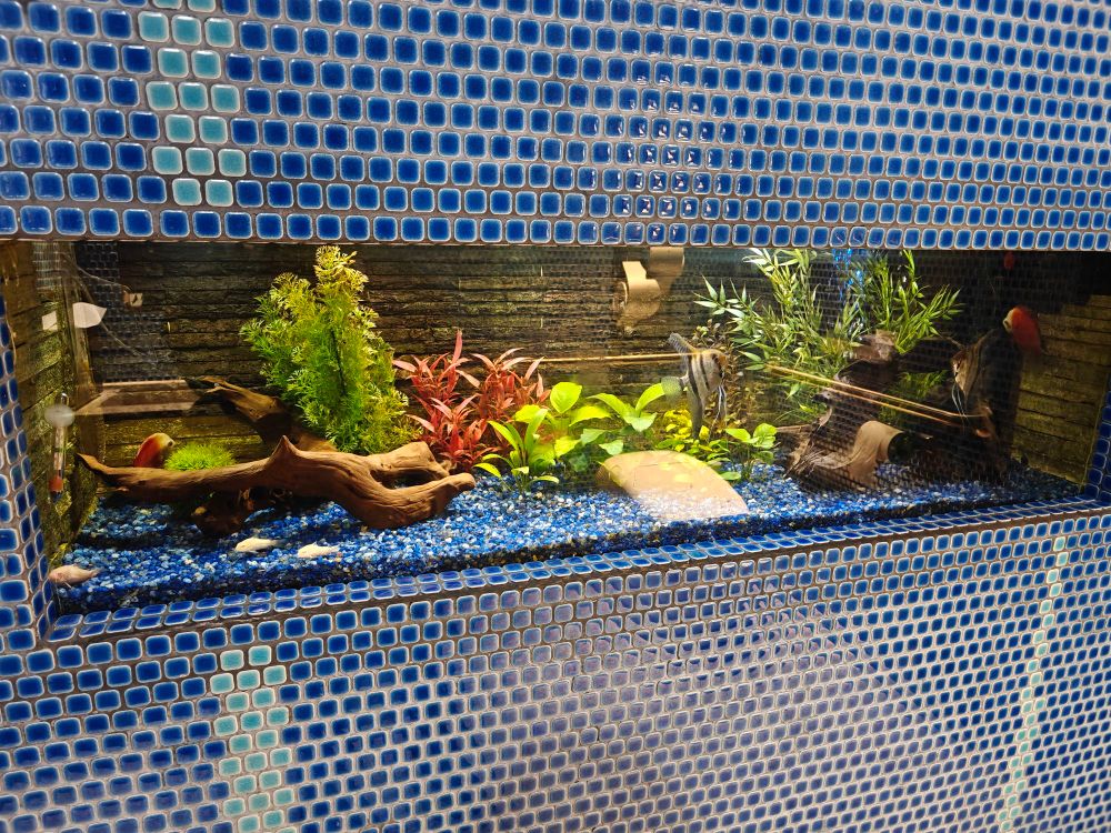 aquarium inset in a restroom wall. there'a at least one angelfish visible