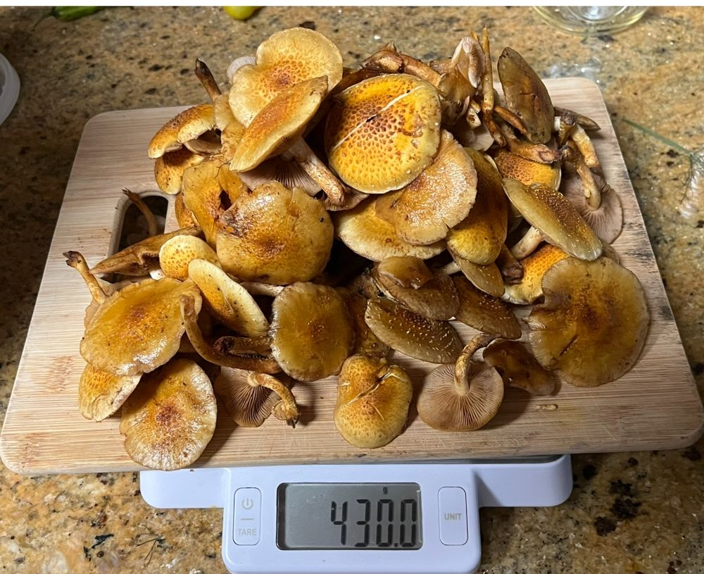 A mound of slightly slimy looking orange-brown mushrooms sitting on a cutting board on a scale that reads 430grams
