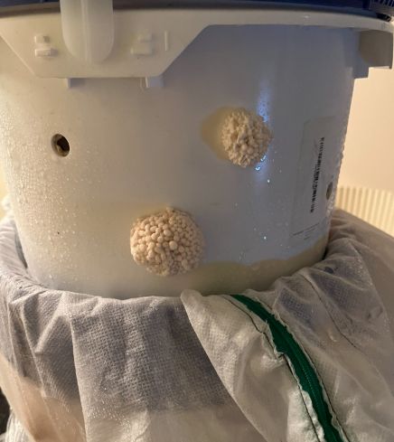 Two healthy balls of mushrooms growing out of hole in the side of a white bucket.