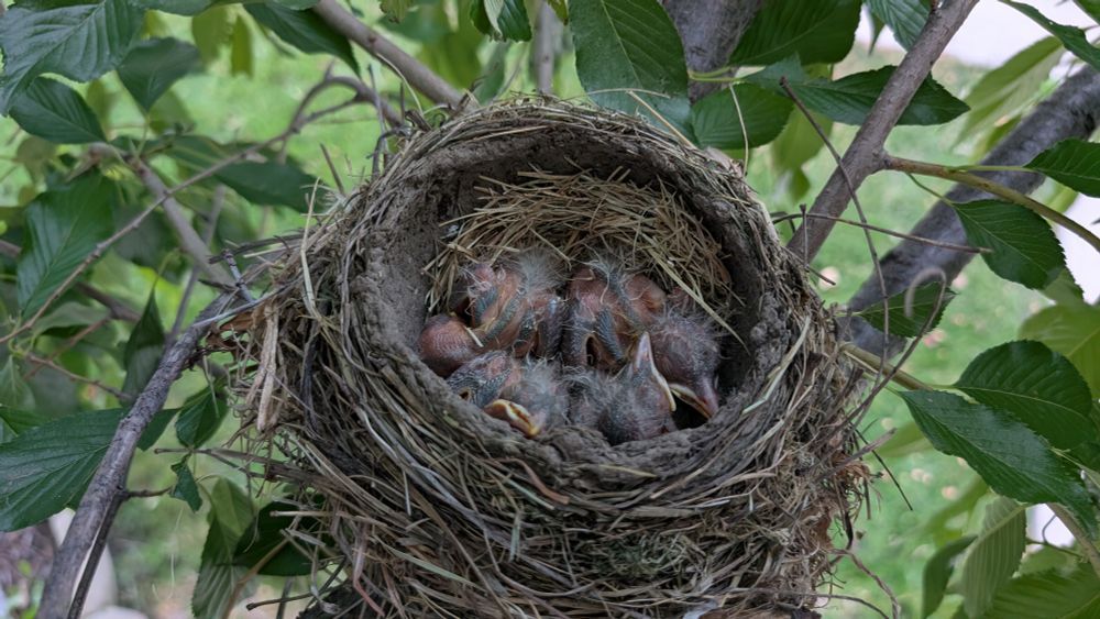 Baby robins in a nest