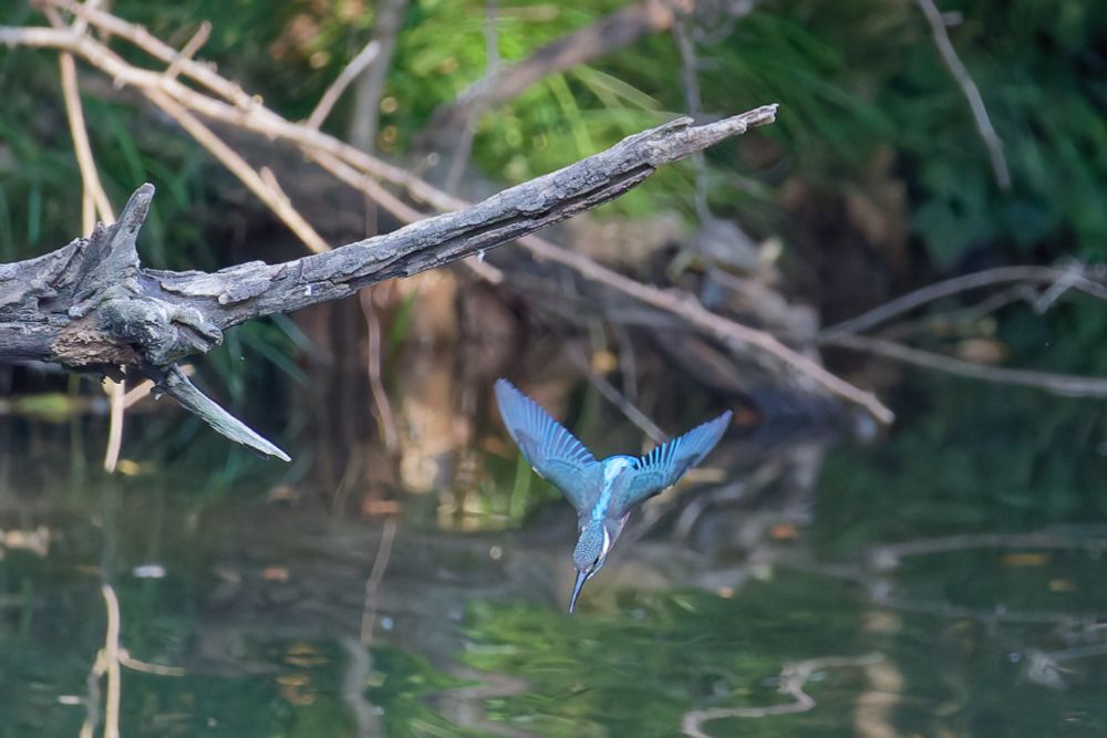 A mostly-blue kingfisher diving at the water in a pond.