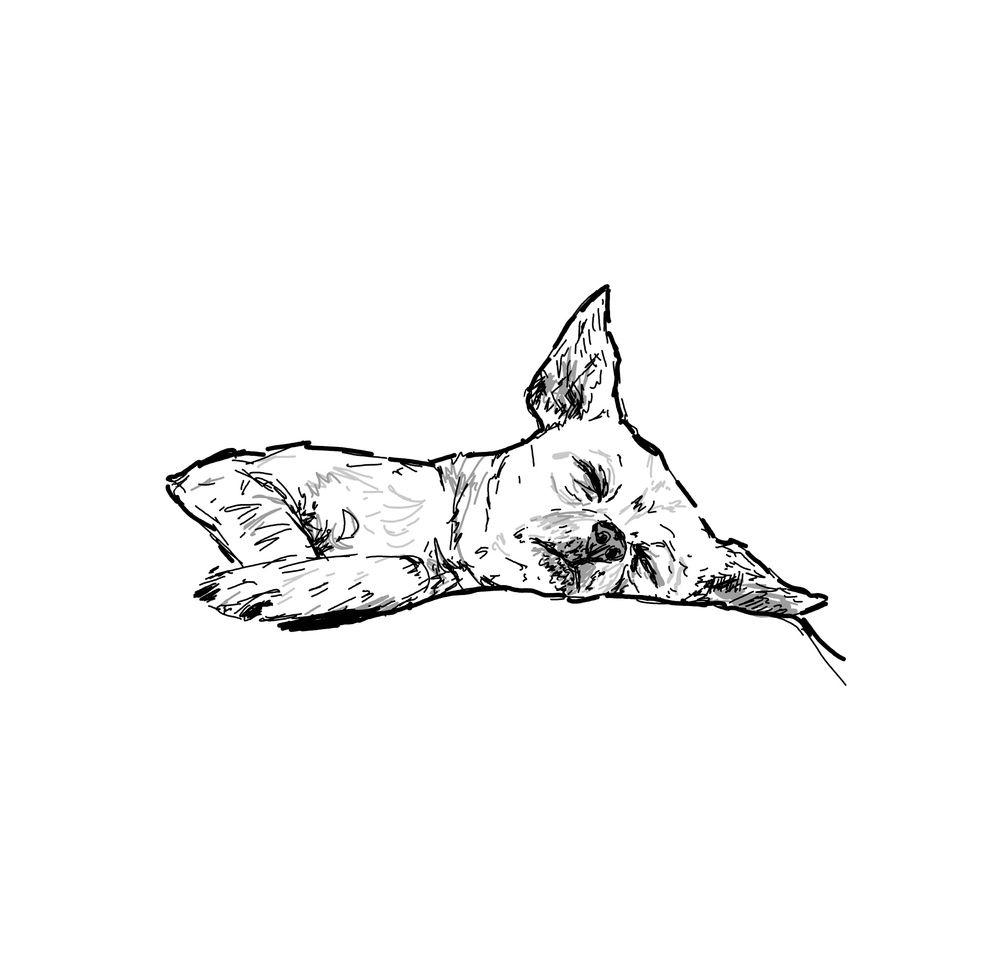 a black and white digital ink drawing of a chihuahua sleeping on his side