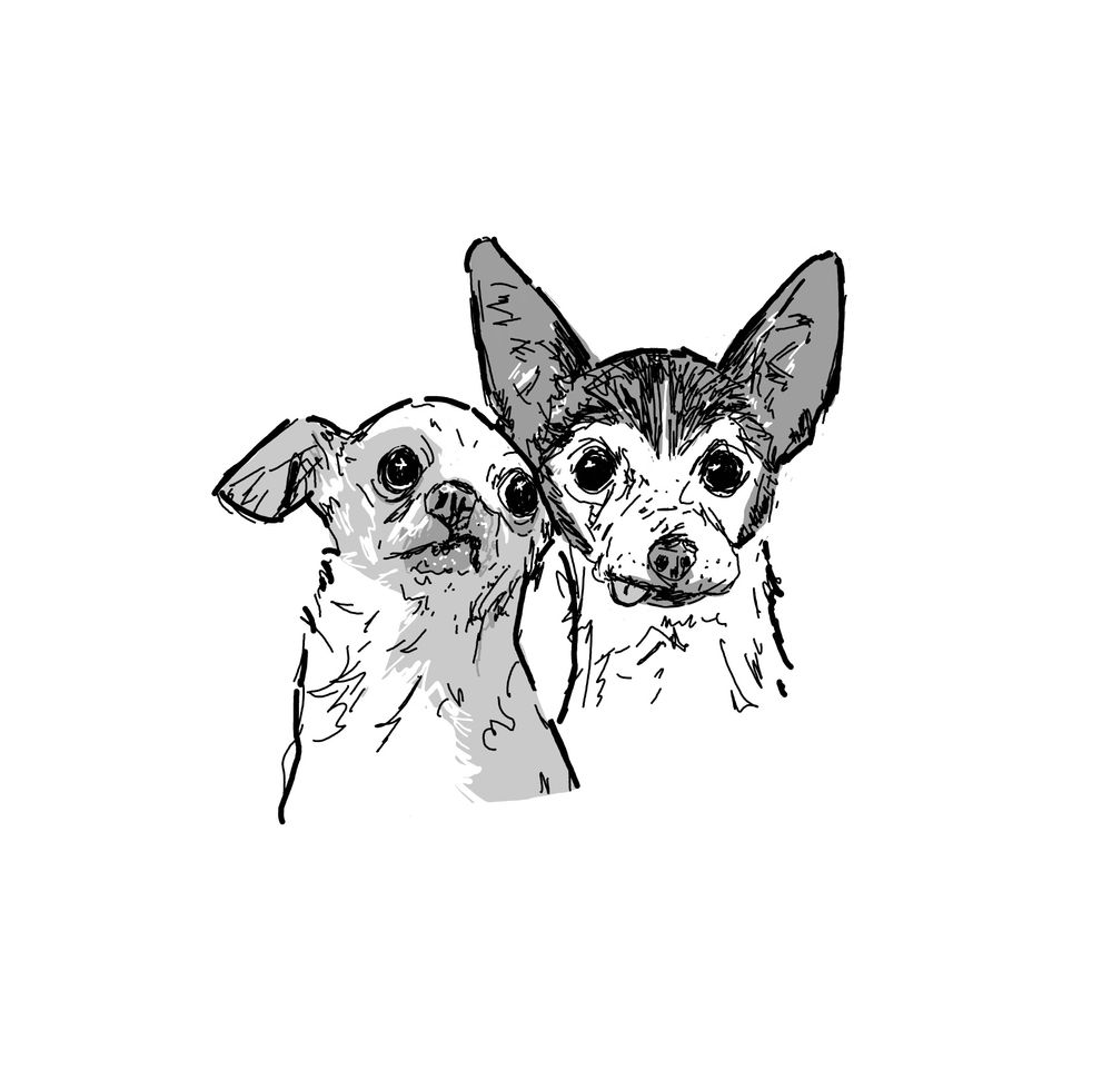 a black and white digital ink drawing of 2 elderly chihuahuas posing together for a picture