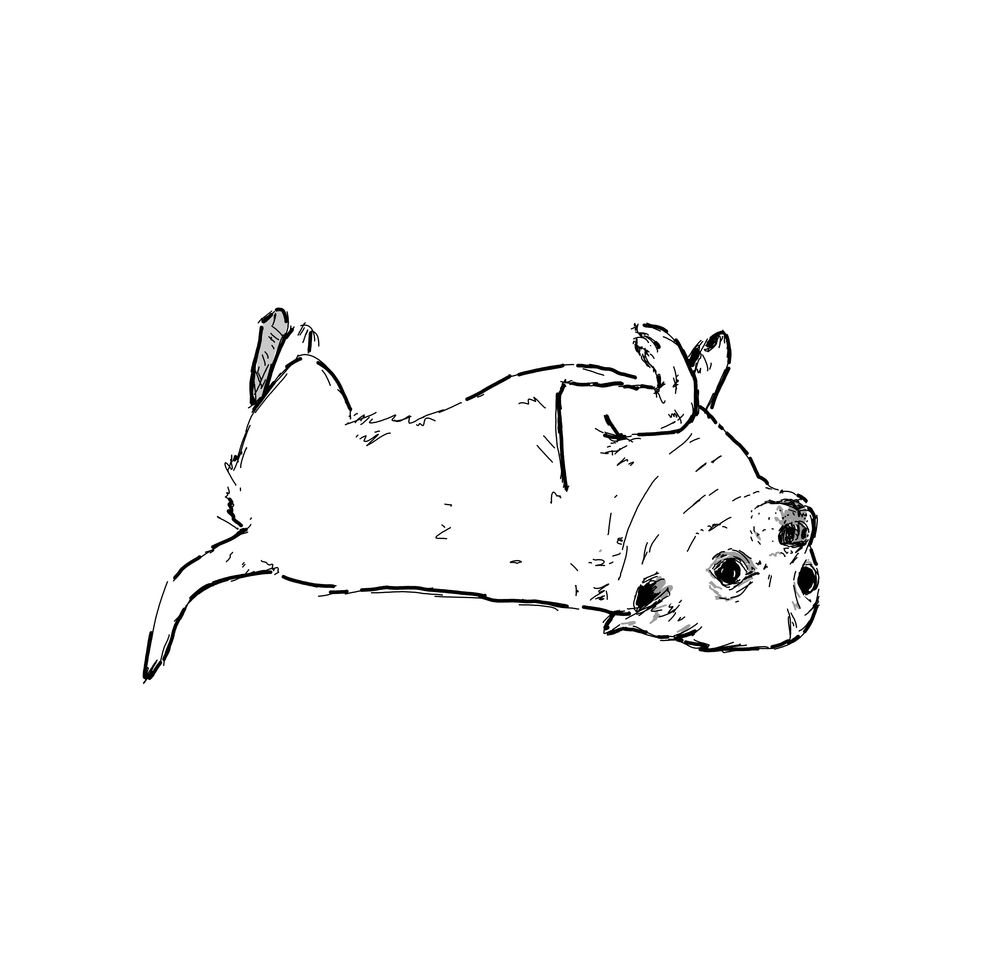 a black and white digital ink drawing of a chihuahua laying on their back with legs tucked close to their body