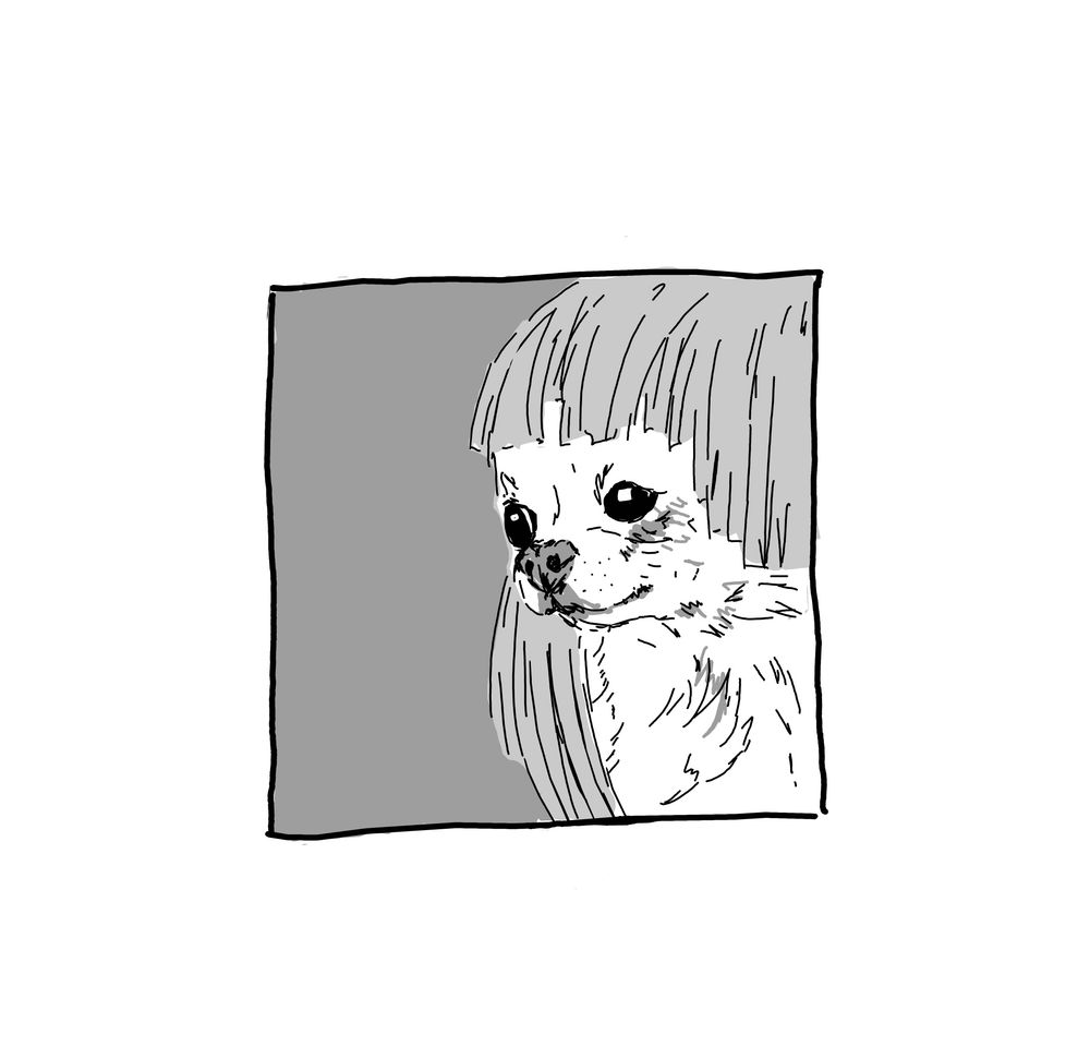 a black and white digital ink drawing of a chihuahua in a wig with bangs