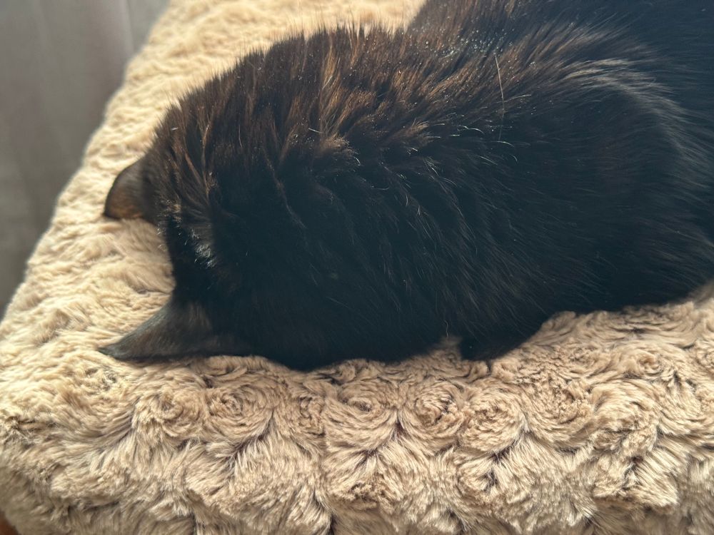 A petite black birthday kitty with her face buried in her little cat bed. 