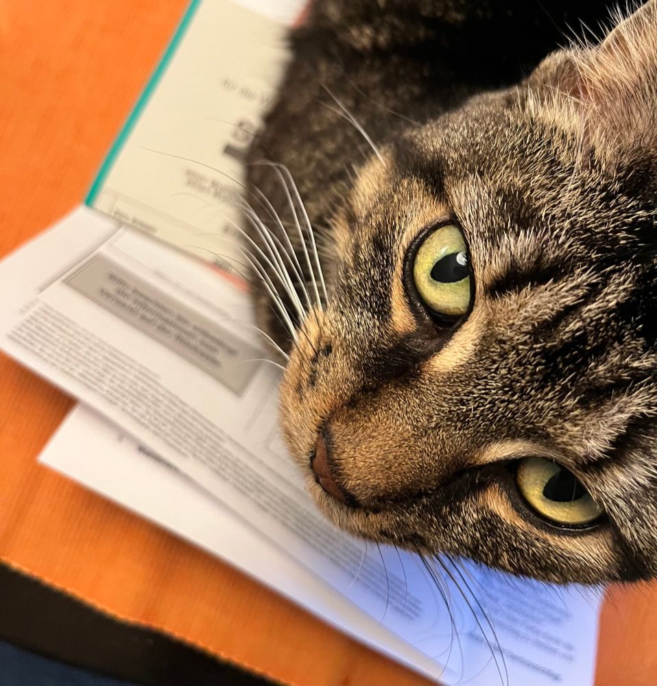 Nahaufnahme von Tigerkatze Mimis Gesicht. Mimi sitzt in Kastenbrothaltung auf dem Tisch und schaut nach oben in die Kamera. unter Mimi sind leicht verschwommen Briefwahlunterlagen zu erkennen 