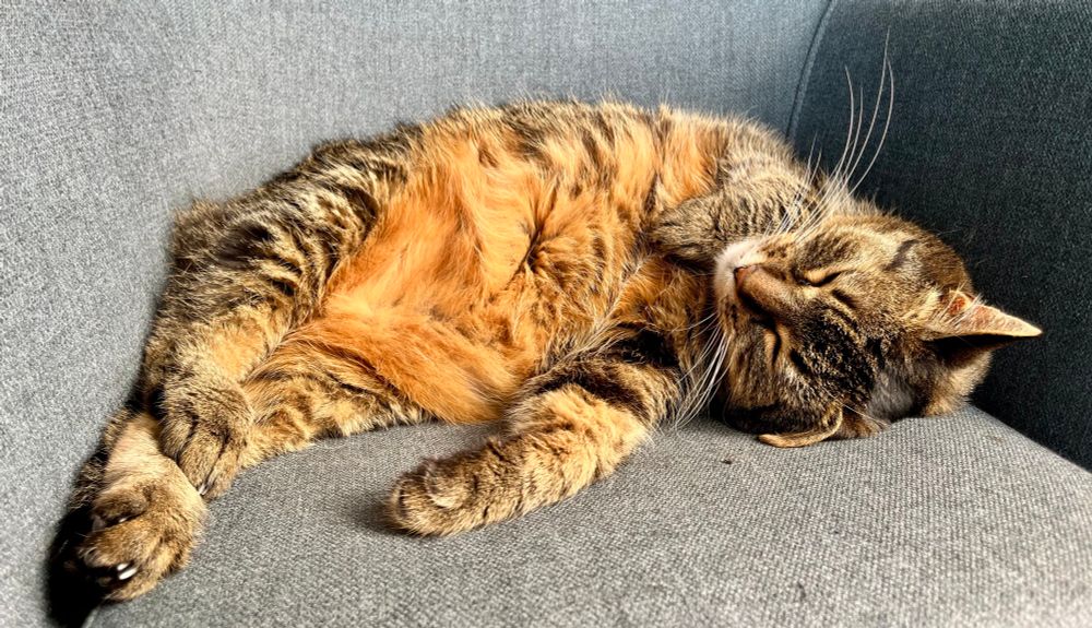 Tigerkatze Fine liegt auf einem blauen Sessel und zeigt ihren karamellfarbenen Flauschebauch