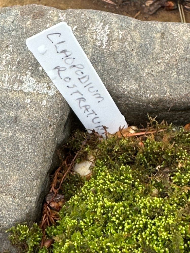 Close up of tiny-fronded bright green moss in a stone planter, with a white hand written garden marker that reads Claopodium Rostratum