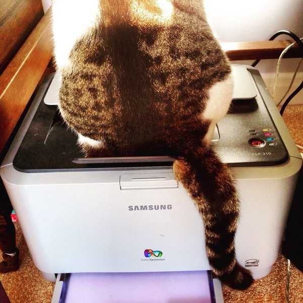 A cat sitting on a printing machine.