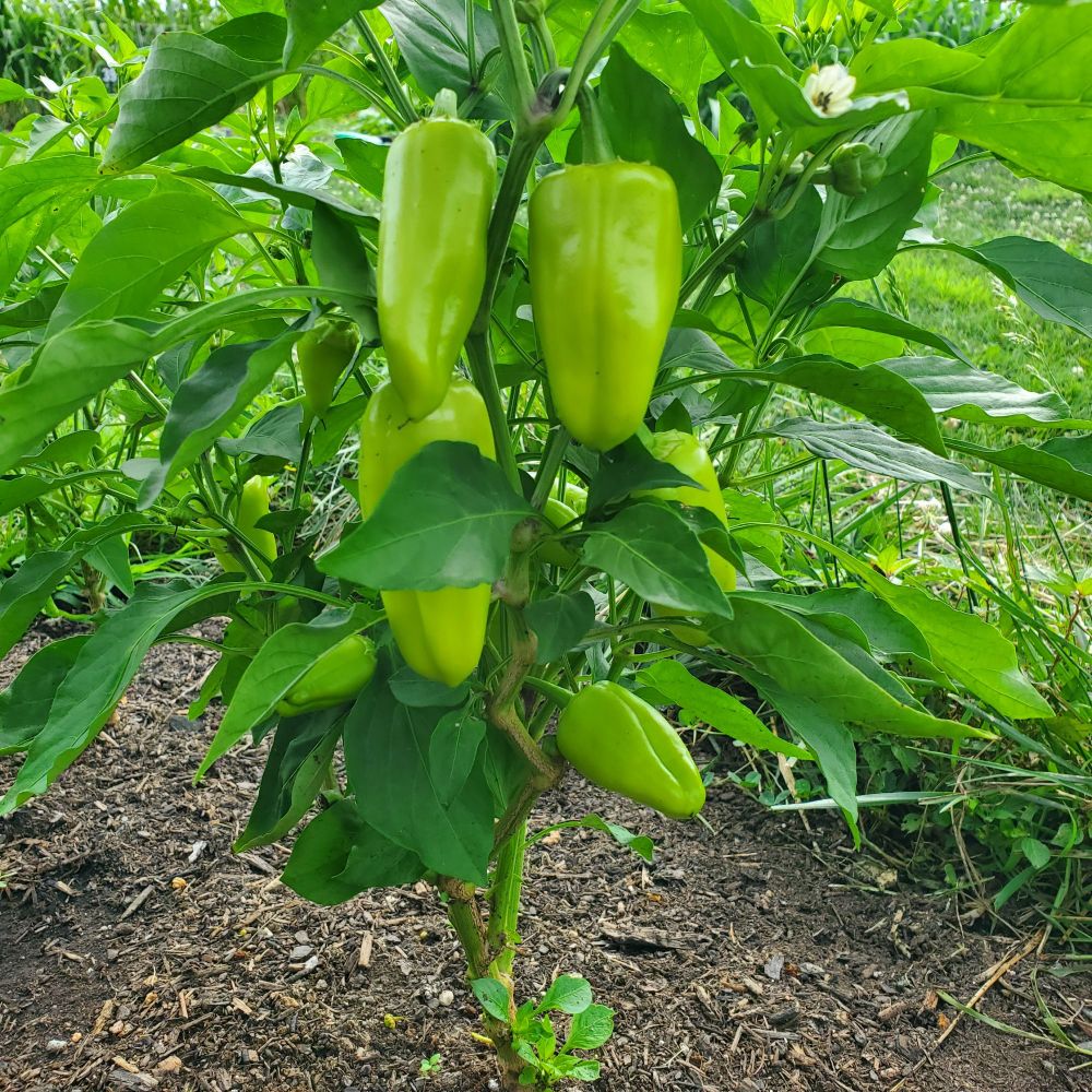 Close up photo of the underside of a pepper plant with fruit growing on it. 