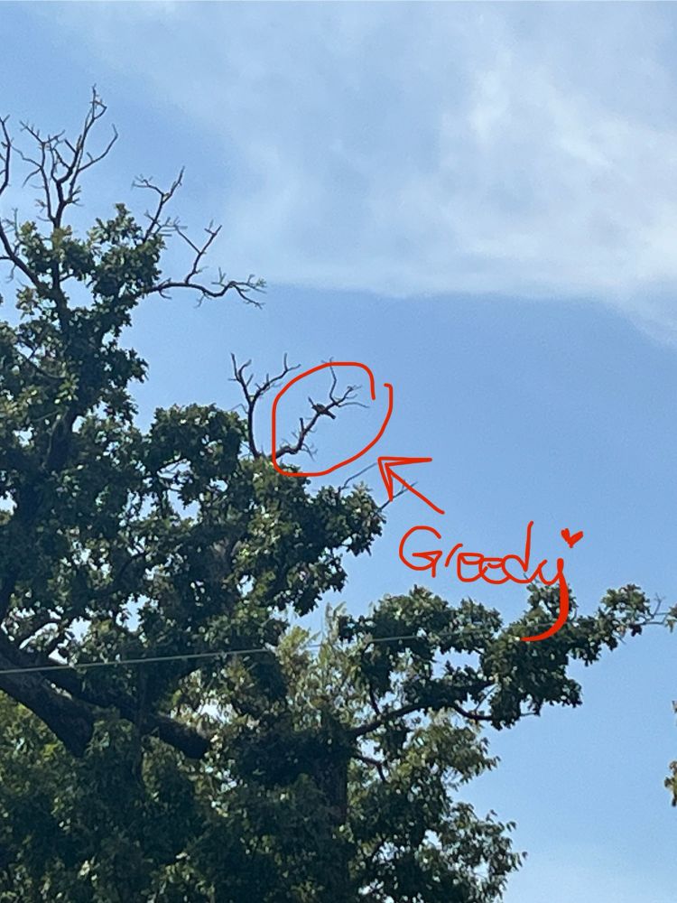 A bad photo of a juvenile mississippi kite up in a tree. The kite is circled in red with a small arrow pointing at it. The arrow is labeled with the word "Greedy" with a small heart at the end