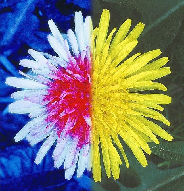 A dandelion flower. Half is coloured as normal (yellow) and half is coloured based on the different way it is seen in the Ultraviolet spectrum. This half has a red centre and a white ring around the edge.