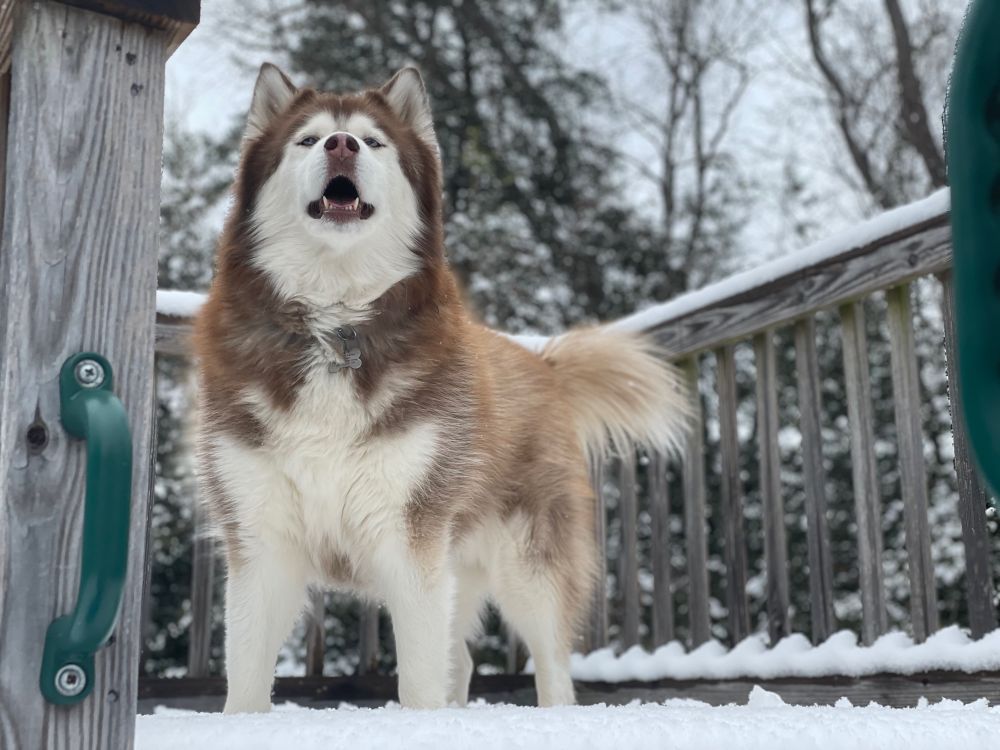 Dramatic husky in the snow