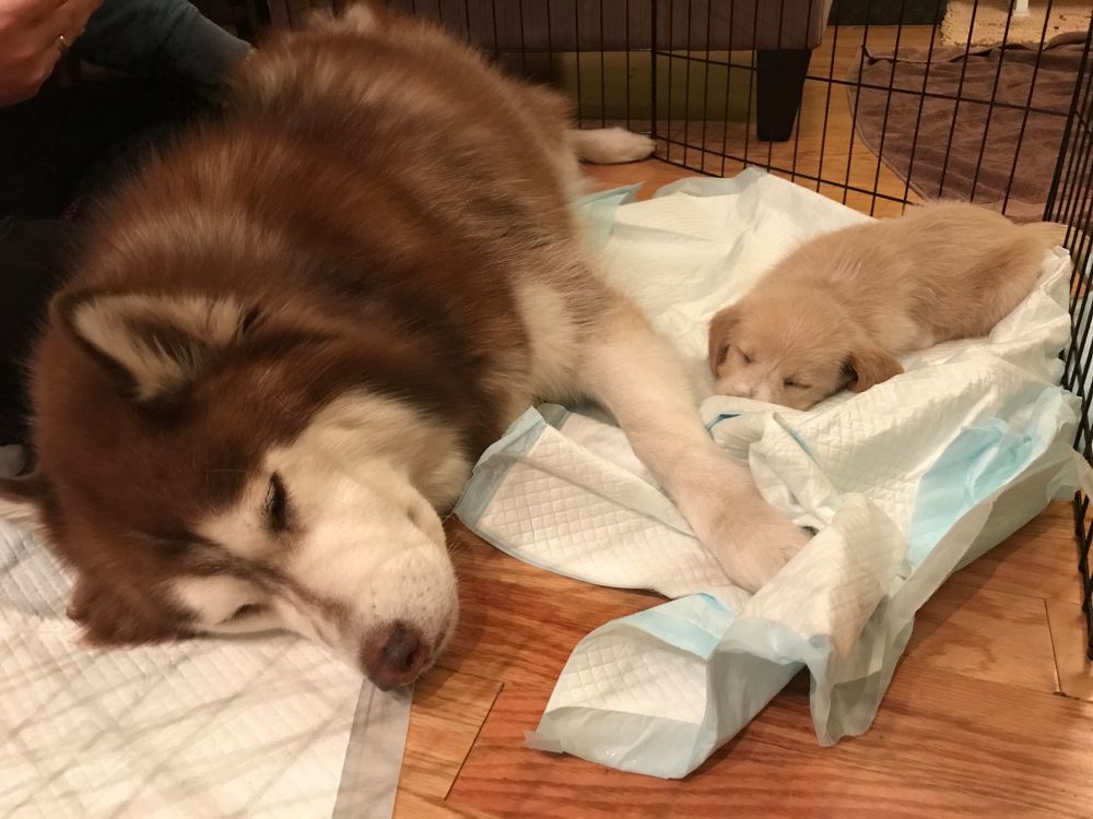 Small puppy sleeping alongside a big & patient husky 