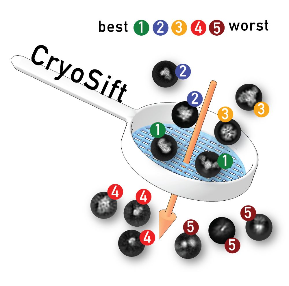 CryoSift – An accessible and automated CNN-driven
tool for cryo-EM 2D class selection