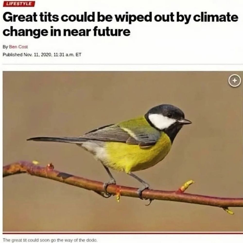 Screenshot from news article showing a small yellow-chested, black/white headed bird standing on a branch. The headline reads “Great tits could be wiped out by climate change in near future “. 