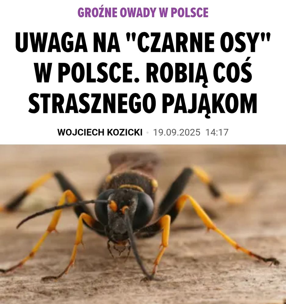 Nagłówek: "Groźne owady w Polsce. Uwaga na "czarne osy" w Polsce. Robią coś strasznego pająkom". Na zdjęciu gliniarz naścienny. 