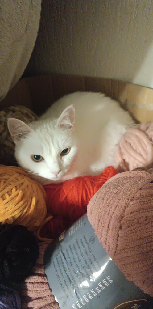 Kot w kartonie z kłębkami włóczki