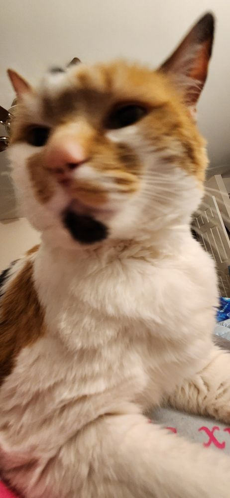 A somewhat blurry closeup of Cleo the calico as she sits on the servant's chest and comes in for a smooch
