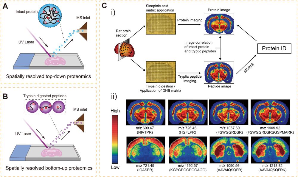 Fig. 4. Overview of imaging mass spectrometry-based spatial proteomics techniques. (A, B) Schematic diagrams of two mass spectrometry imaging strategies: spatially resolved top-down proteomics and spatially resolved bottom-up proteomics. (C) Principle of mass spectrometry imaging, including (i) workflow of spatial mass spectrometry imaging techniques and (ii) representative imaging results. Fig. 4C is reprinted with permission from Groseclose et al. Copyright 2007, John Wiley & Sons.
source:  Beiyu Hu, Junjie Zhu, Fangqing Zhao,The evolving landscape of spatial proteomics technologies in the AI age,Fundamental Research,2024,,ISSN 2667-3258, https://doi.org/10.1016/j.fmre.2024.11.023.