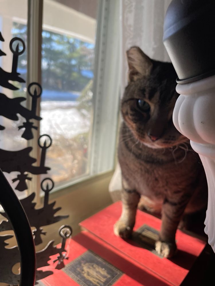 A grey tabby cat named Hermes sitting on some vintage encyclopedias in a sunny window... he was watching the birds and squirrels eating seed and nuts on the front porch until I tried to get a sneaky photo.