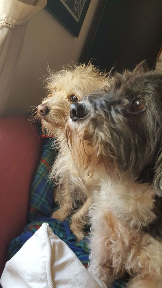 Zoey and her little adopted brother Charlie. My terrier loves.
#rescuedogsrule