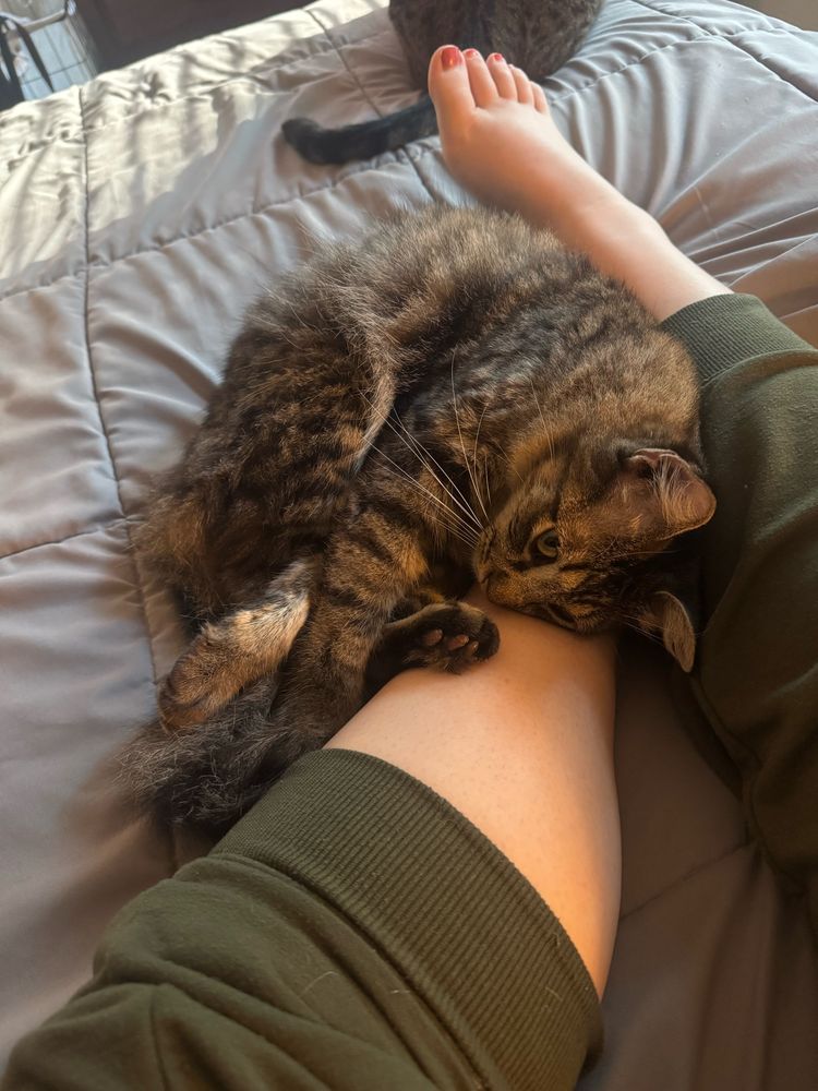 Fully cat curled up next to me