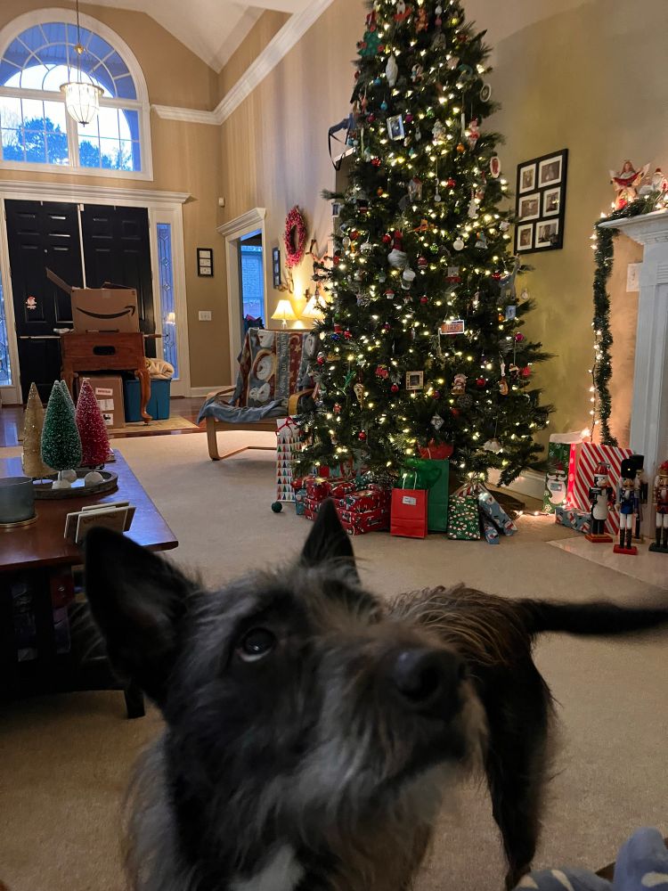 Shaggy black and white dog in front of a Christmas tree, waiting for dinner.