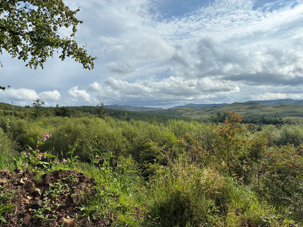 Rolling hills seen from my hiking trail near Ardfern, Scotland d. It’s lush. The sky is blue and party cloudy. A small pink flower and tree branch in the foreground. Many wild grasses. The highlands of Scotland in the distance. Early afternoon.