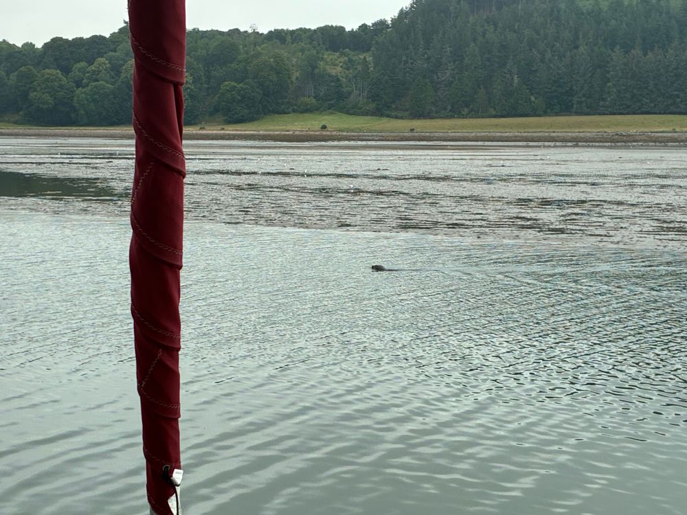 A seal paddles 25ft in front of Indigo.