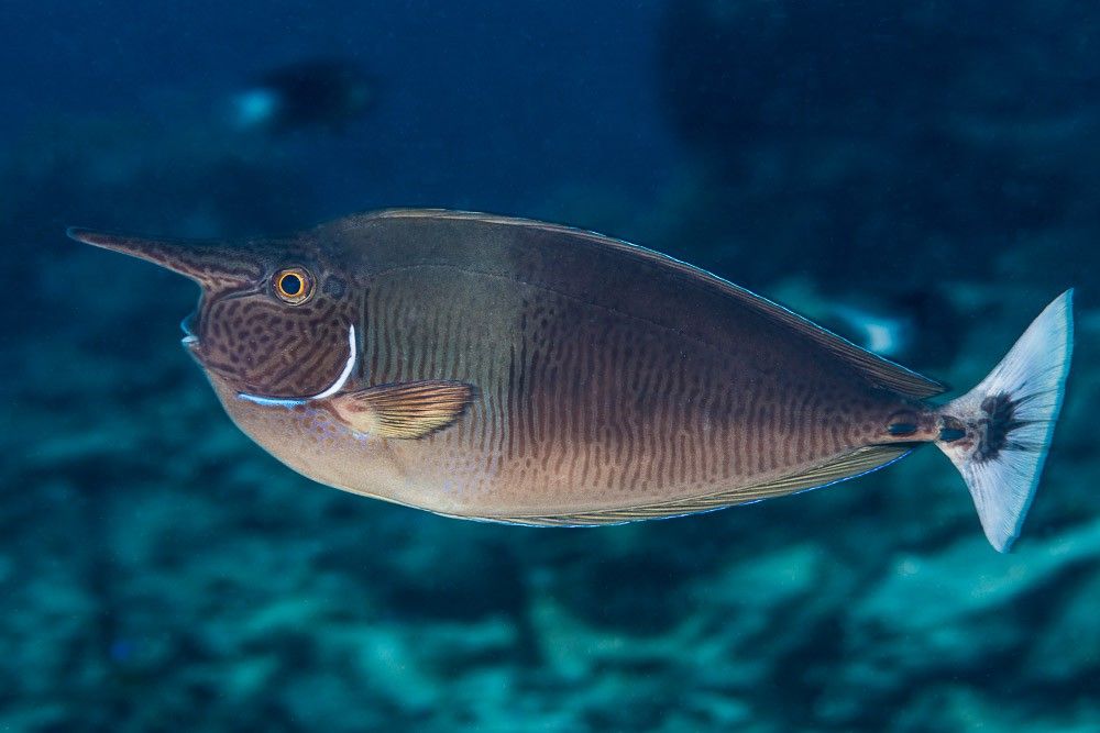 a photograph of a spotted unicornfish (Naso brevirostris)