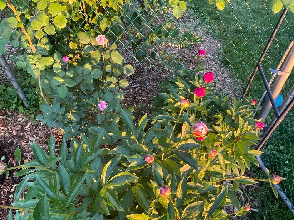 Love this David Austin James Galway and these two mystery peonies. 