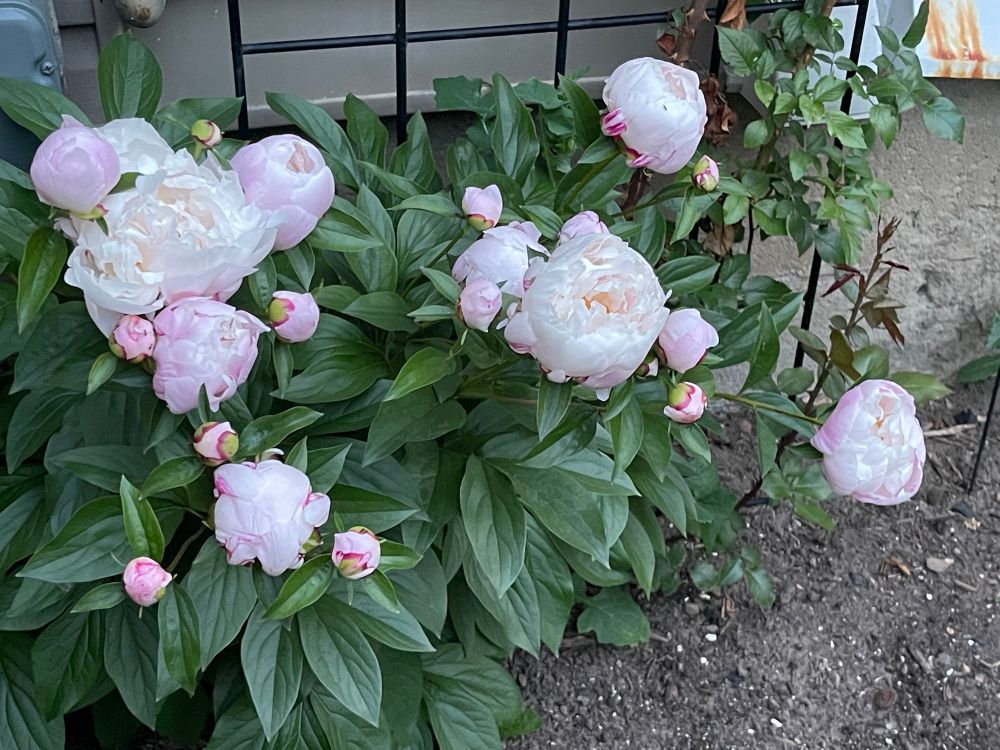 Previous owner planted this peony and it just gets better each year. 