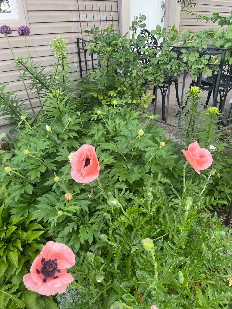Poppies