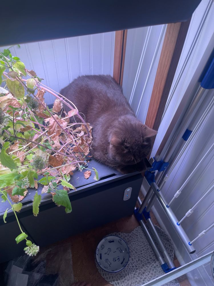 Cat nip with a cat