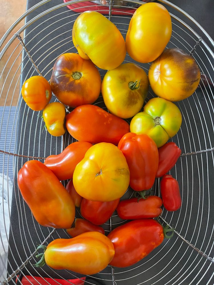 Fresh lucid gem and san marzano tomatoes. 