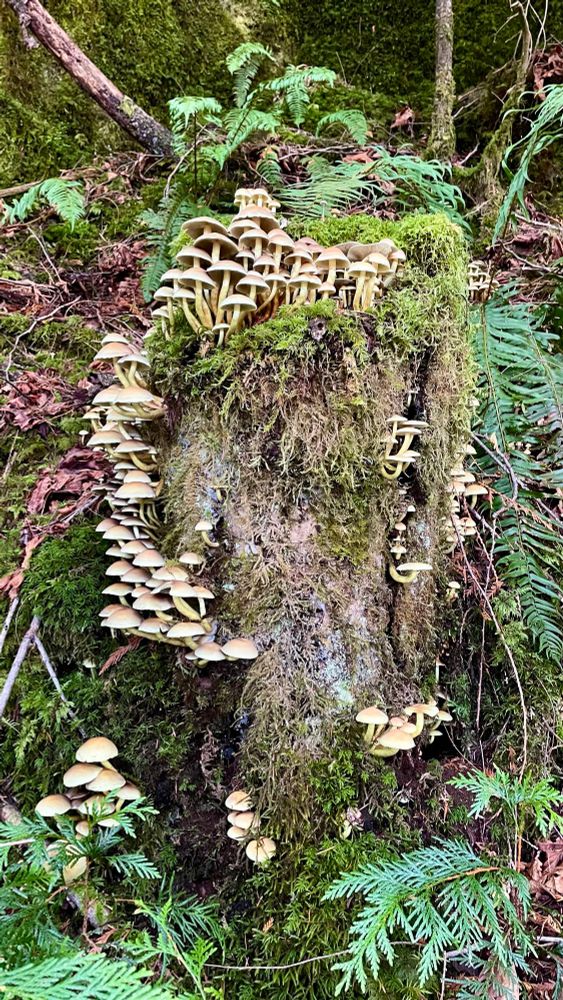 Small white mushrooms growing up an old tree stump in the forest