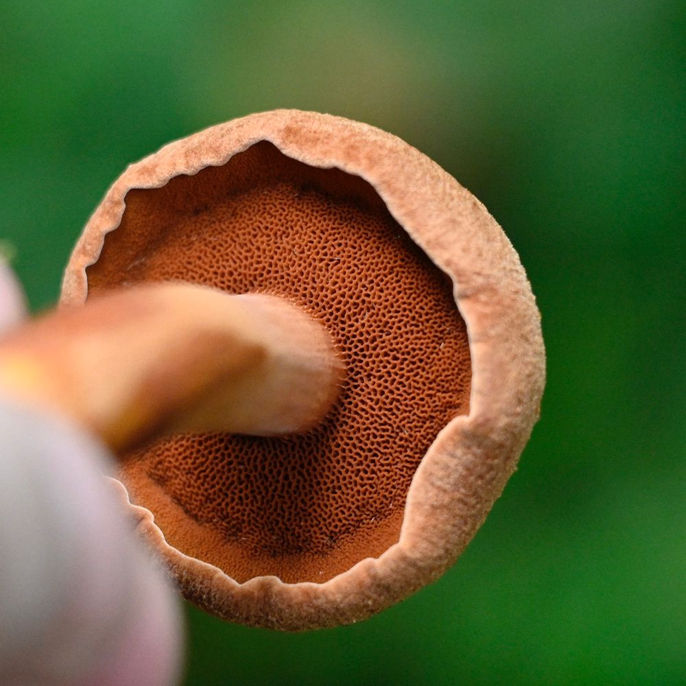 Bottom closeup of orange mushroom with darker pores
