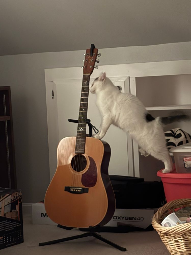 A photo of a small white cat standing on a plastic tote rubbing his face on an acoustic guitar 