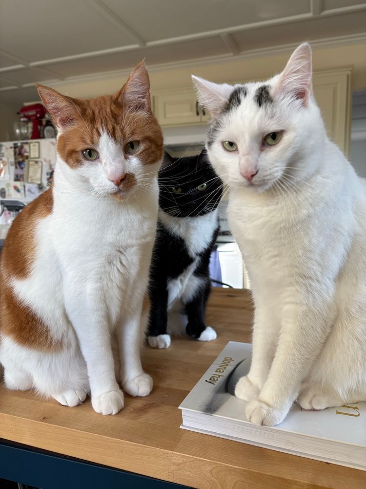 A photo of three cats sitting on a countertop. From left to right they are a large orange and white boy, a fat black and white girl, and a small mostly white boy. The small mostly white cat sits on a cookbook on the countertop giving him the appearance of being the same size as the other two
