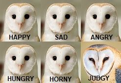 5 identical images of a neutral-faced barn owl labeled: Happy, Sad, Angry, Hungry, and Horny.

The last barn owl's eyes are narrowed, labeled: Judgy