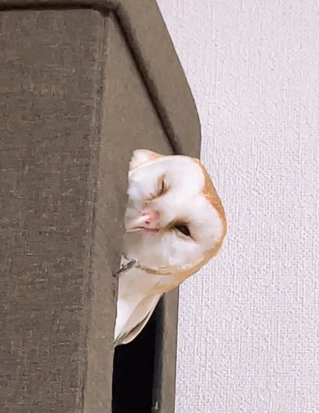 A barn owl winking and smiling, one talon on the side of the cloth hutch as it peeks out from inside. Looks rather coy.

I believe this is Coromo the Barn Owl.