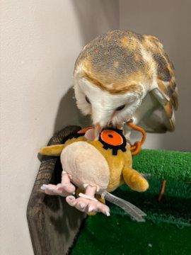 Barn owl holding a Pokemon Hoothoot plushie by the beak.
