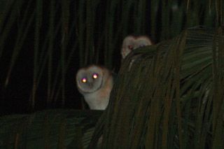 2 barn owls in a palm tree. One is clearly seen, eyes glowing brightly, the other is lurking behind a drooping frond, one visible eye glowing weakly.